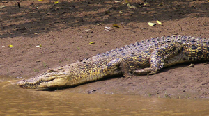 Bhitarkanika-Crocodiles