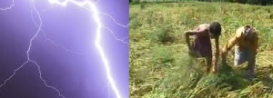 Lightning and Crop Loss claim 4 Lives in Uttar Pradesh