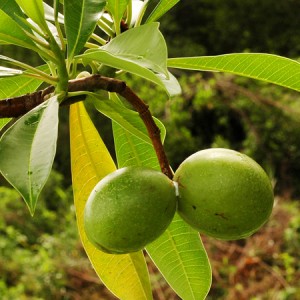 Kerala-SAI-Girls-Fruit
