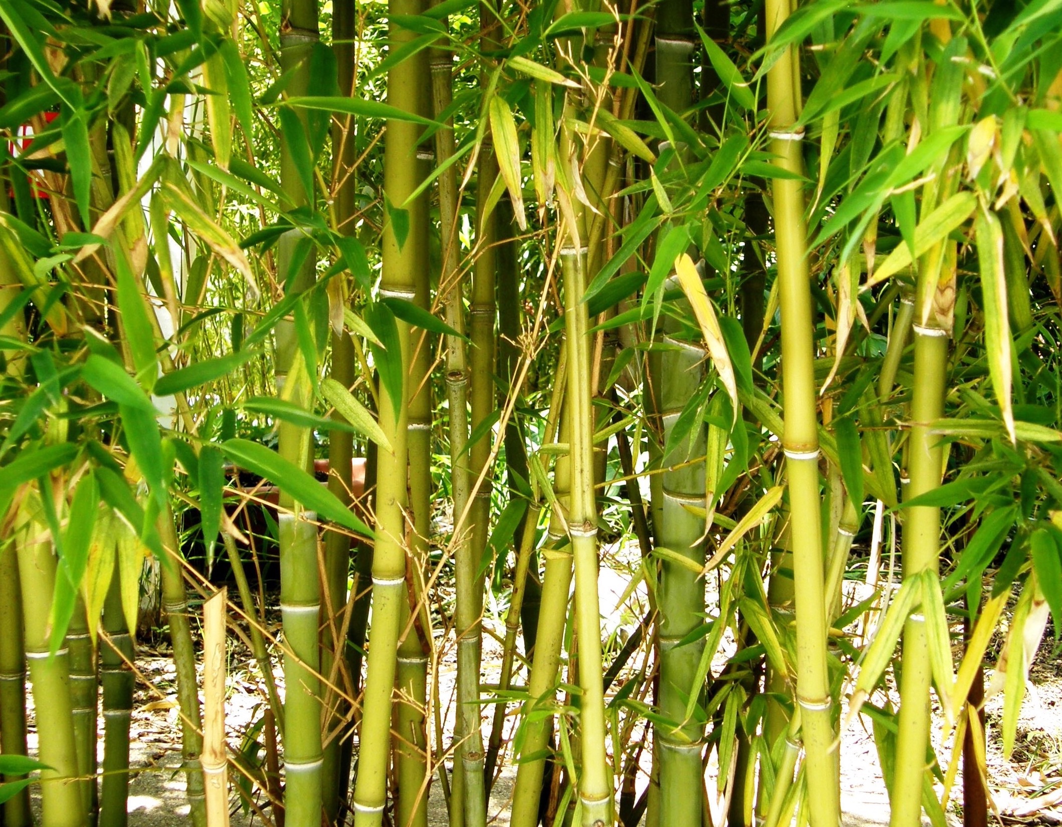 За сколько часов вырастает бамбук. Бамбук семейство злаковых. Бамбук растет. Бамбуковые волосы. Растет ли бамбук в Подмосковье.
