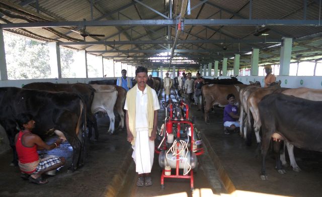 Sanat Kumar Panda – A Successful Farmer, Dairy Entrepreneur - Odisha News  Insight