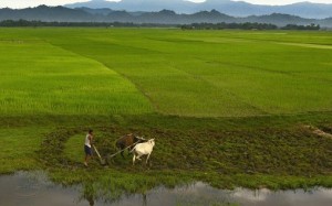 Northeast India agriculture