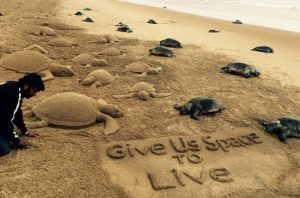 sea turtles death