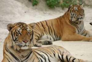 Thailand -Tiger population