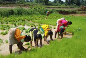 women farming-Koraput