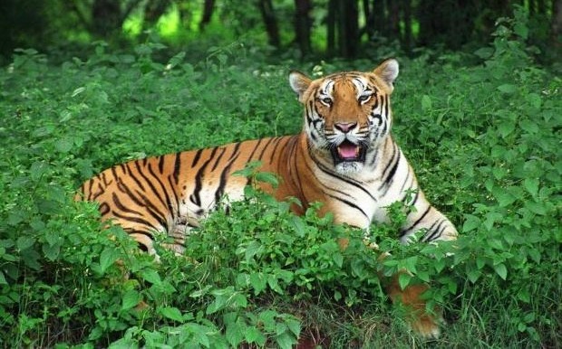 Tiger in Bhubaneswar