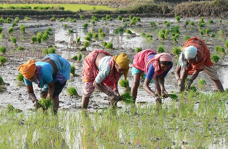 Farmers-Odisha-Debate