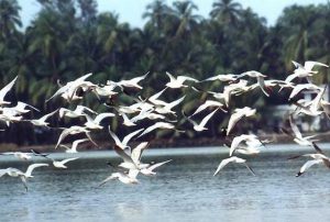 Migratory birds-Bhitarakanika National Park