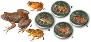 Miniature Frog Species