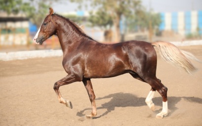 Dalit-Gujarat-Horse