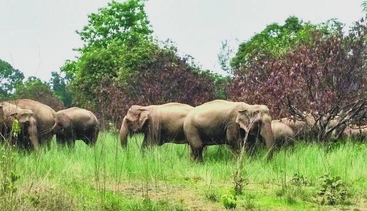 Elephant Attack Talcher Bonai & Dhenkanal