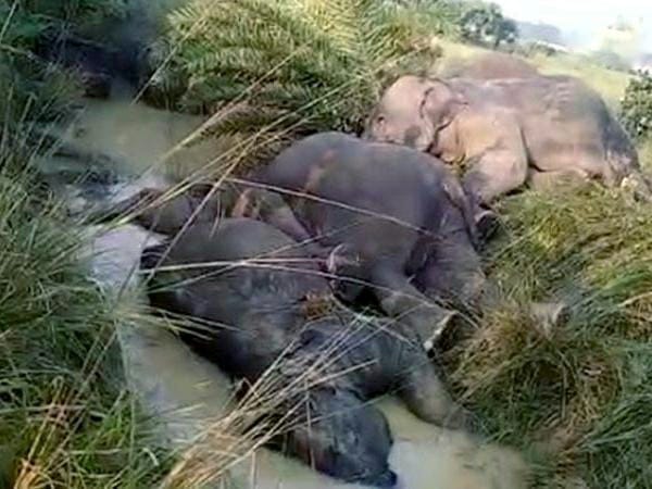 Elephant Death Odisha Balasore