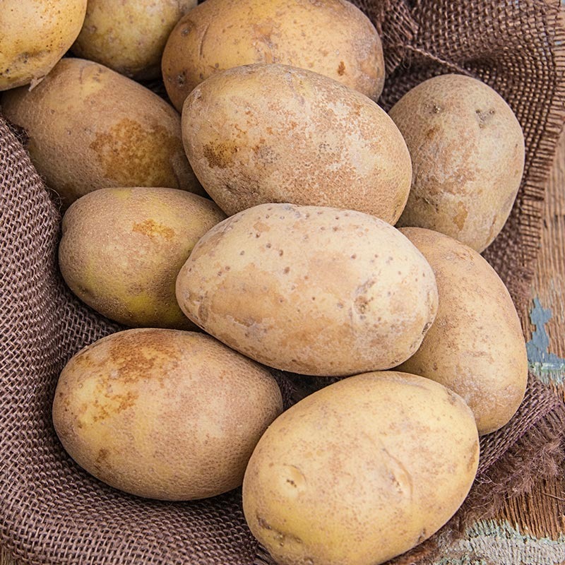 Potato Price Odisha