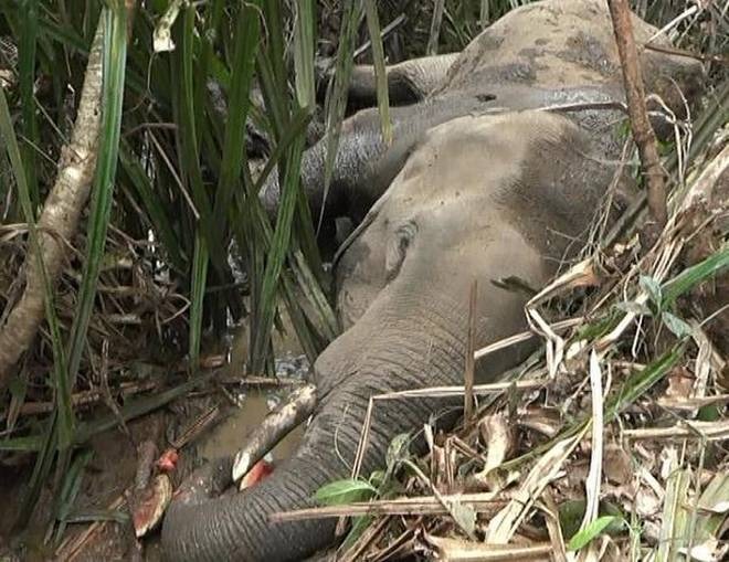 Elephant Found Kalahandi
