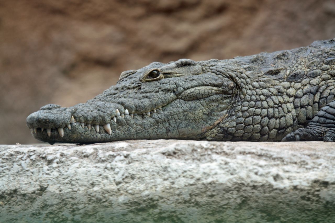 The Nile crocodile can hold its breath underwater