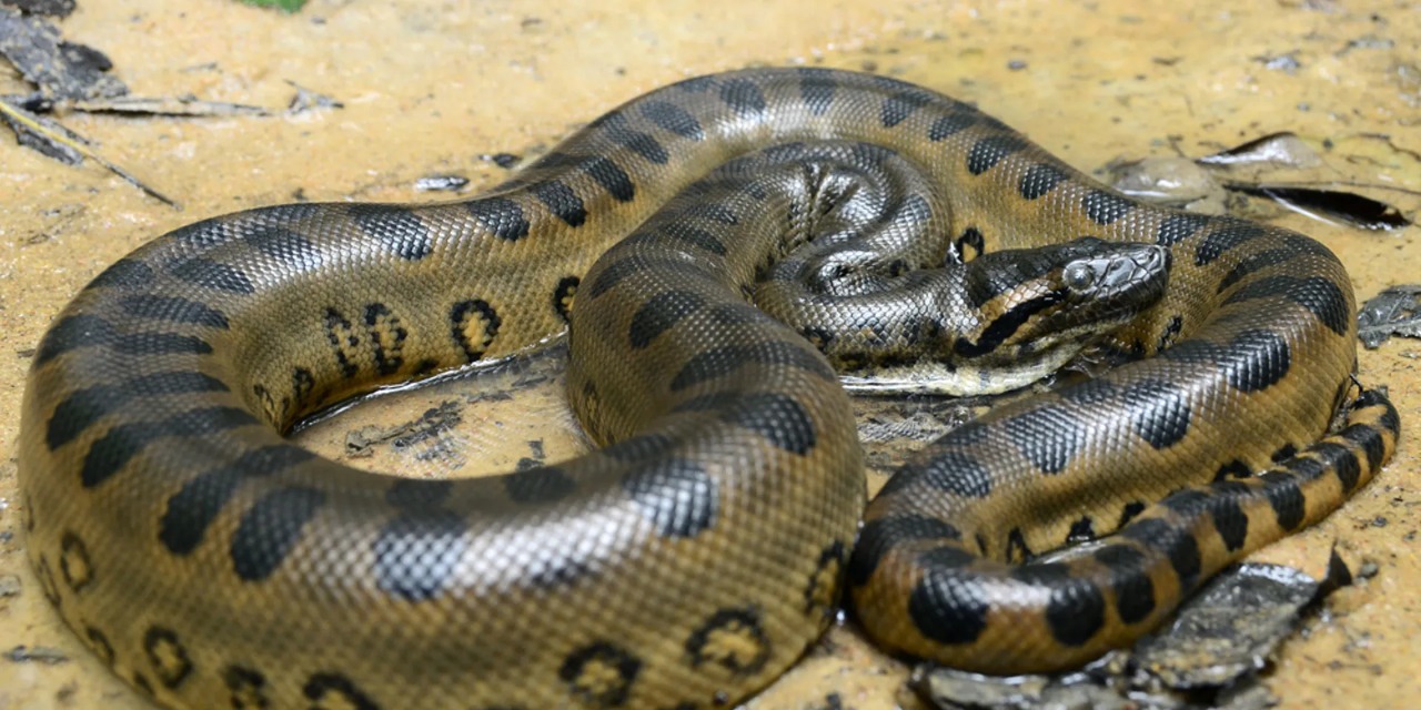 Odisha Nandankanan Zoo Anacondas