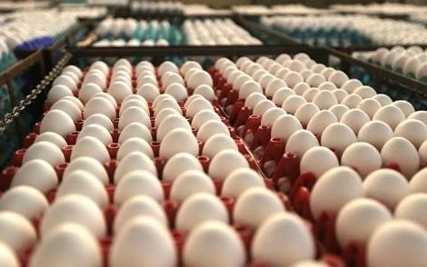 Odisha Low Quality Egg