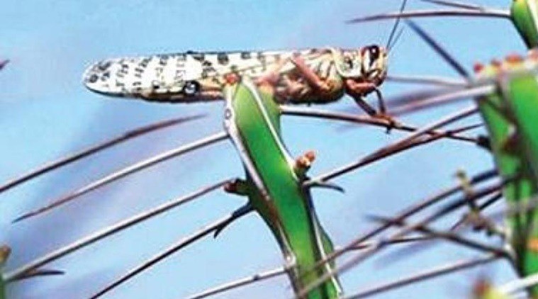 Odisha Farmers Locust Invasion