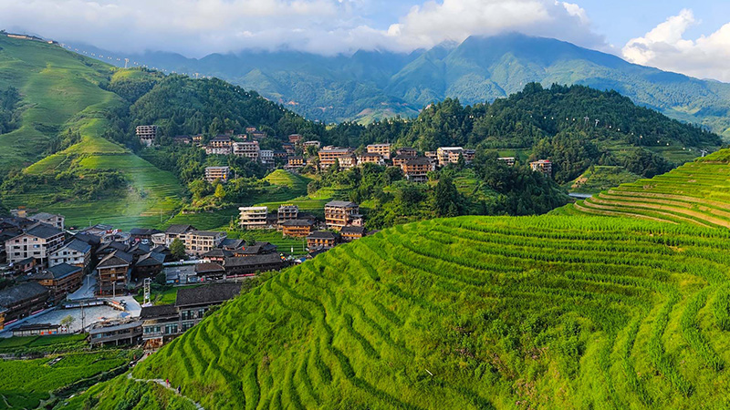 Longsheng Rice Terraces: Pesona Alam