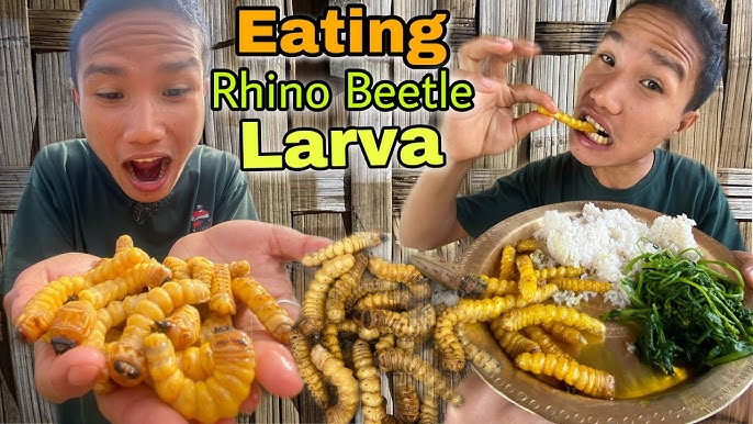 Beetle Larvae