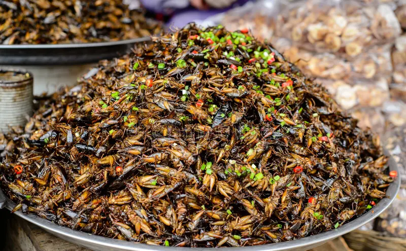 Fried Crickets