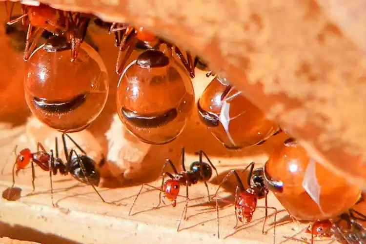 Honey Ants