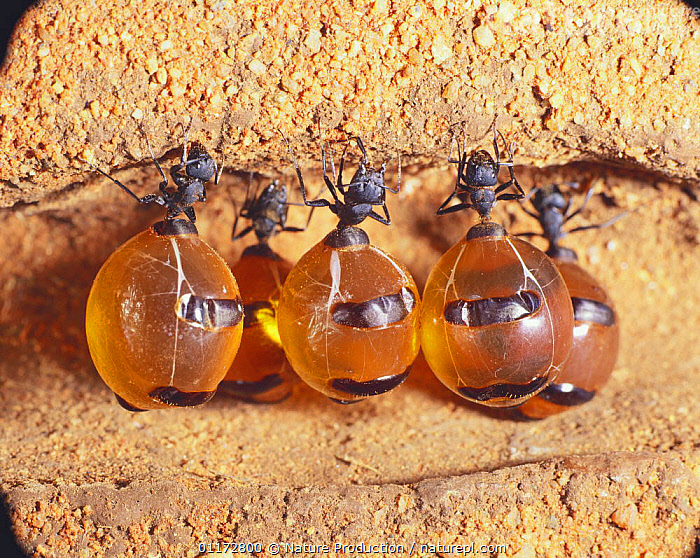 Honey Ants