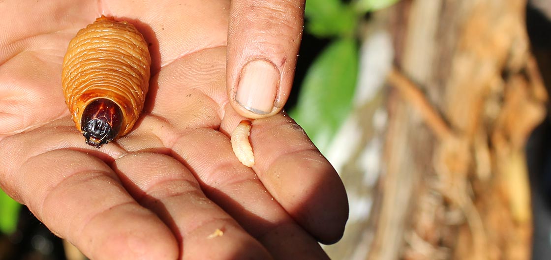Palm Weevil Larvae