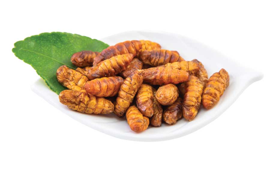 Silkworm Pupae